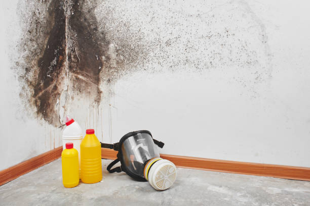Best Mold Remediation for Specific Building Types in Neuse Forest, NC