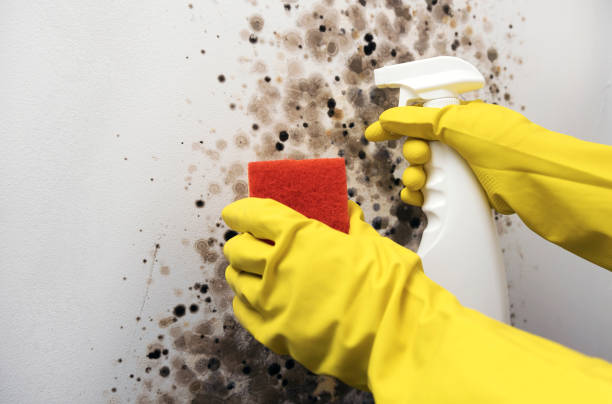 Best DIY Mold Remediation Support Services in Neuse Forest, NC